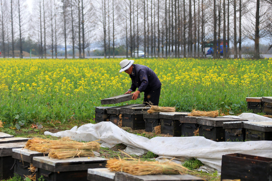 Bee keepers harvest sweetness as spring comes