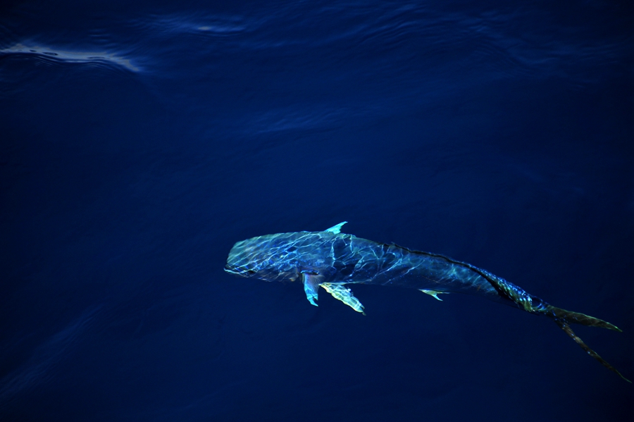 Beautiful dolphinfish in South China Sea