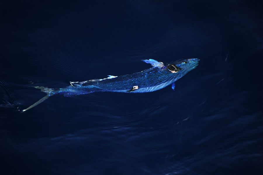 Beautiful dolphinfish in South China Sea