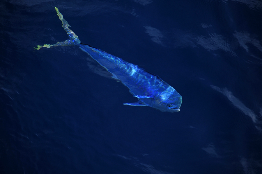 Beautiful dolphinfish in South China Sea