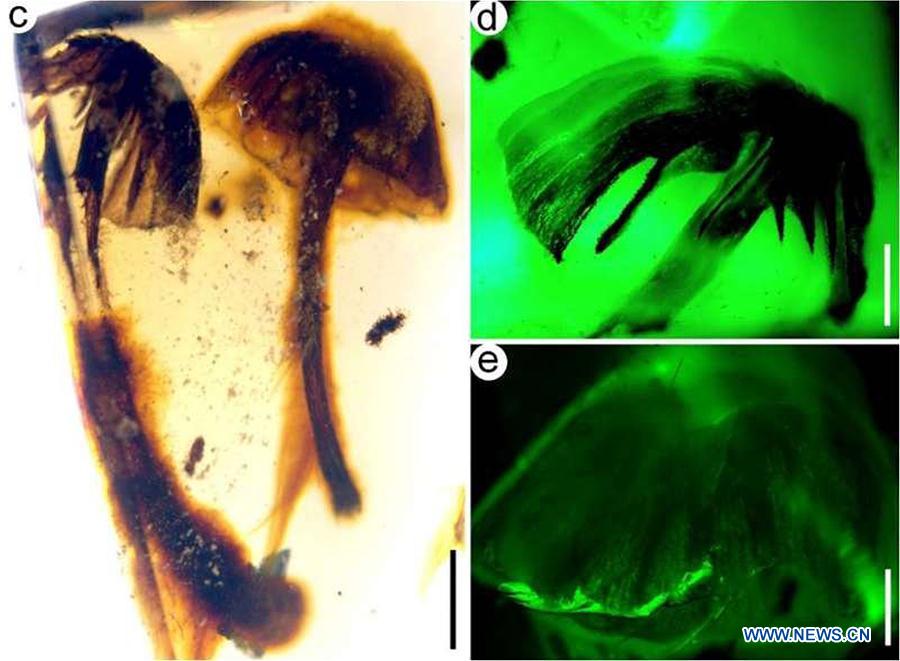 Scientists find earliest intact mushroom fossils