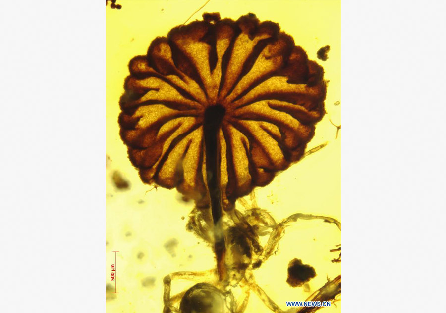 Scientists find earliest intact mushroom fossils