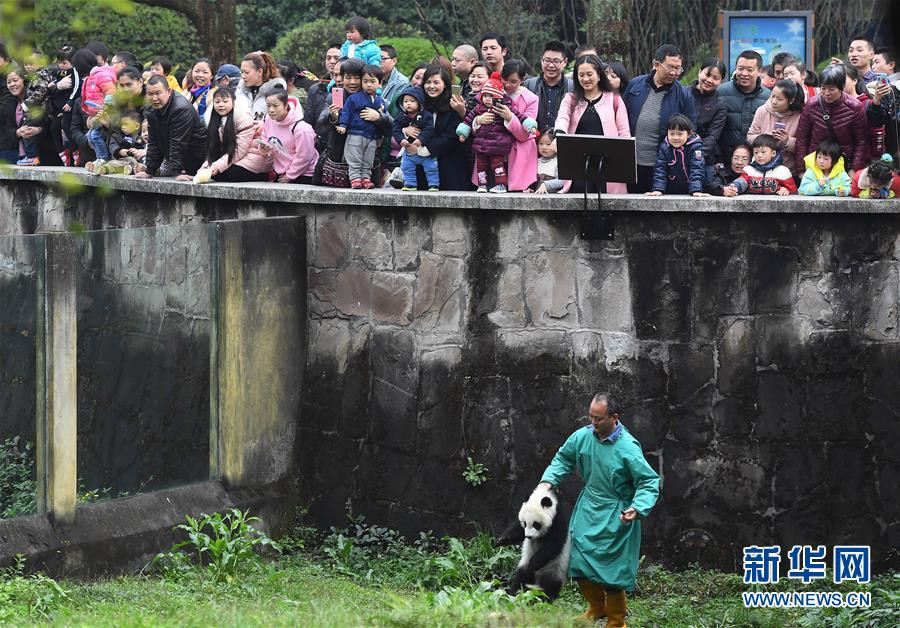 Celebrations mark naming ceremony of three panda cubs