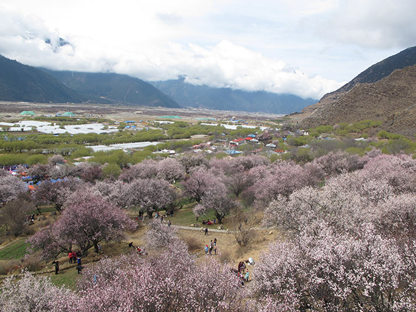 Boosting Tibetan village's economy through peach flower fest