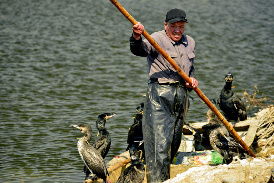 Making a living with fine-feathered friends