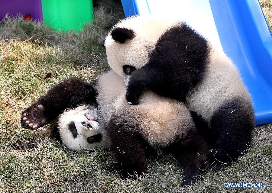 Pigeon pair giant panda cubs named 'Ban Ban', 'Yue Yue'