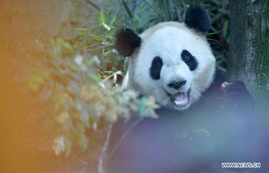 China to send two giant pandas to Denmark