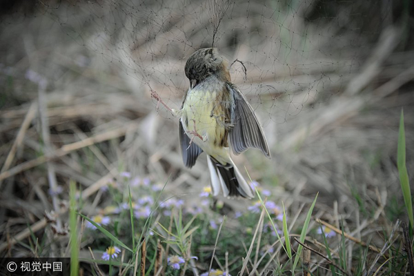 Biodiversity under increasing threat, report finds