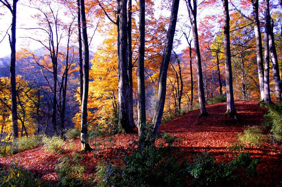 Experts assess transforming national geopark into world geopark in Sichuan