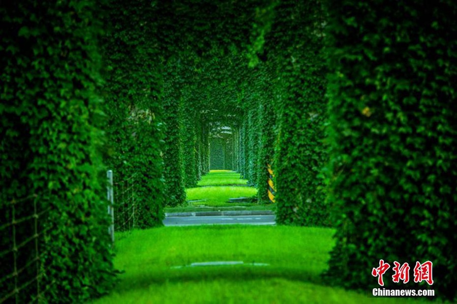 Green bridge a soothing sight in Chengdu