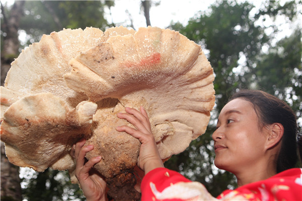 Giant mushroom found in Yunnan