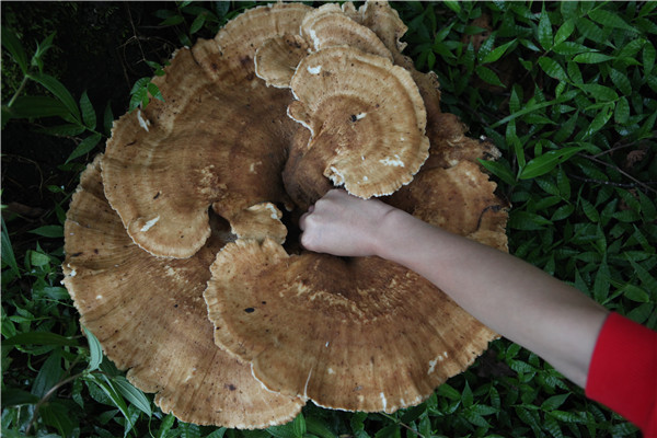 Giant mushroom found in Yunnan