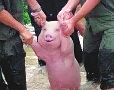 Smiling pig becomes online celebrity