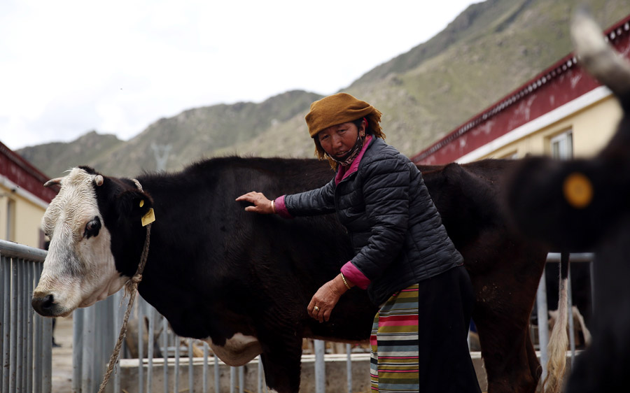 Tibet builds escape route from poverty