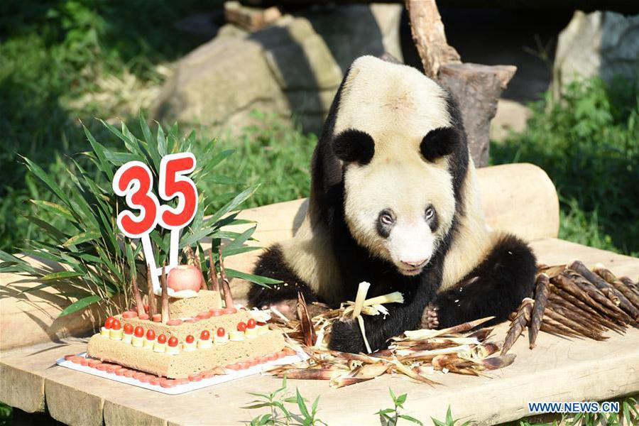 Panda Xinxing's 35th birthday celebrated at Chongqing Zoo