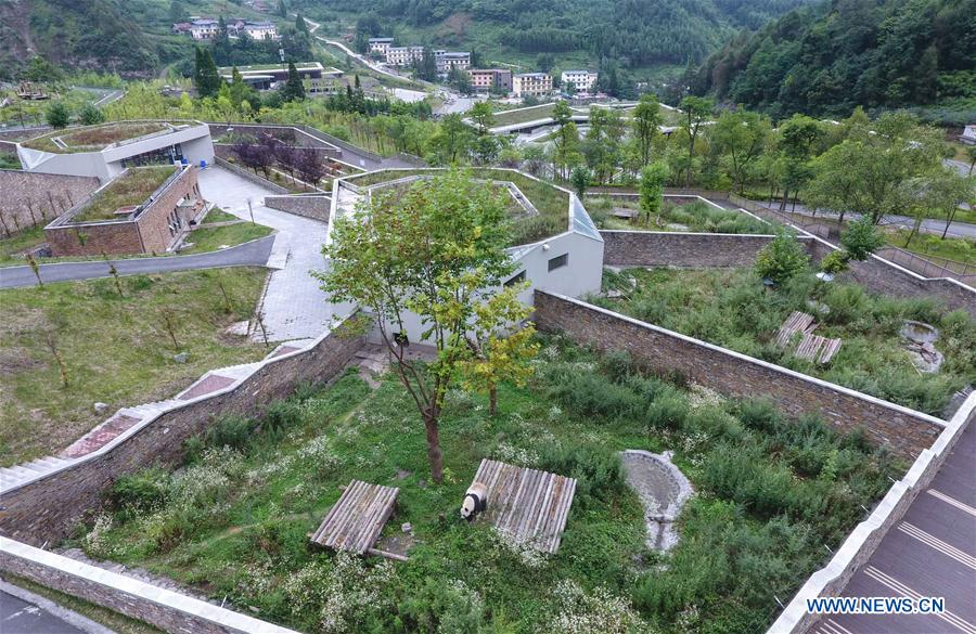 China to build cross-provincial national park for giant panda