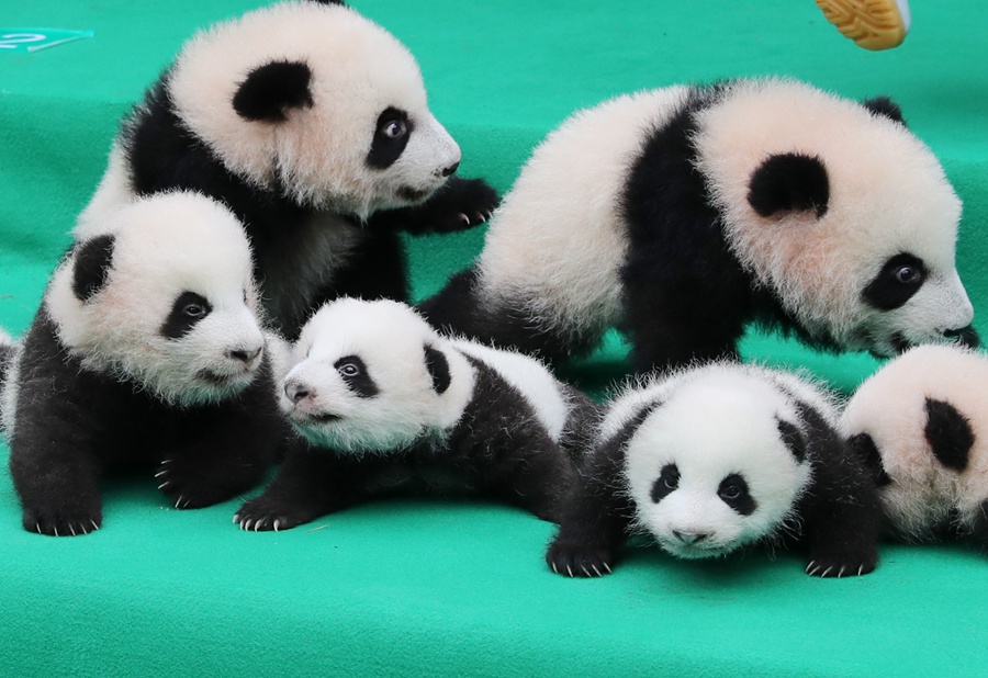 11 giant pandas take first baby step in public