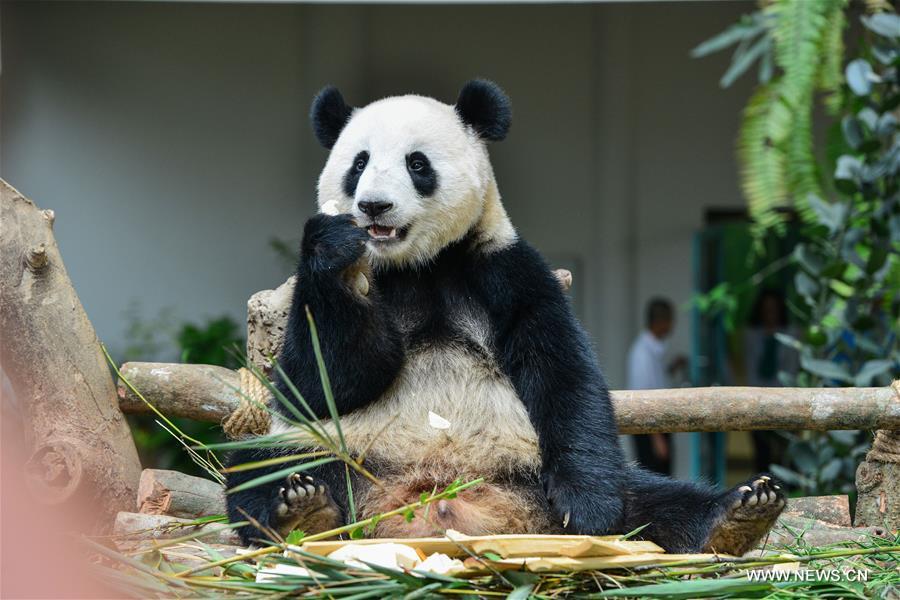 Malaysia-born panda cub to head back to China