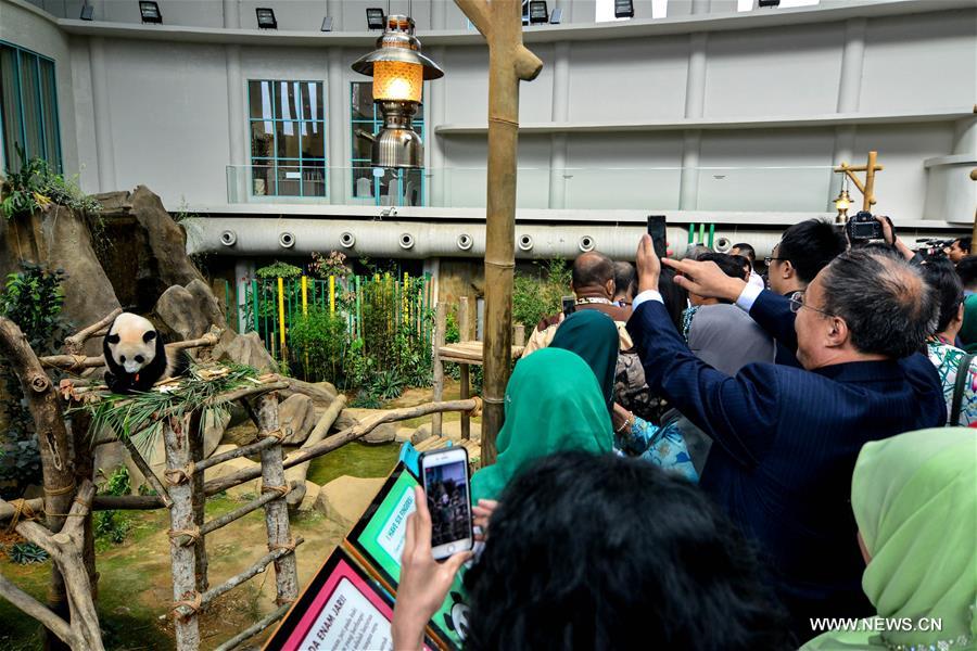 Malaysia-born panda cub to head back to China