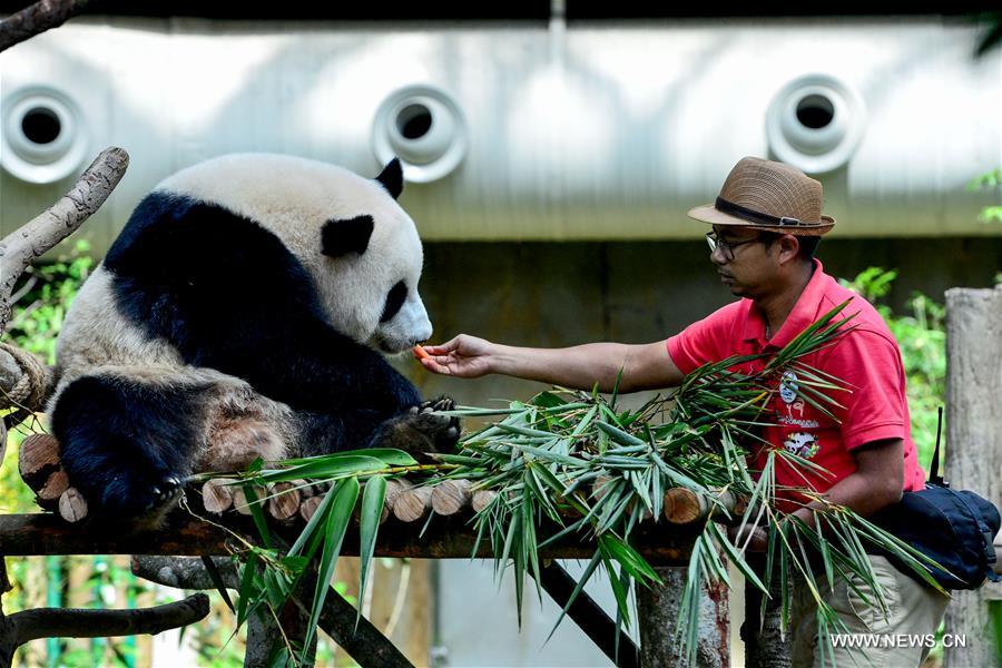 Malaysia-born panda cub to head back to China