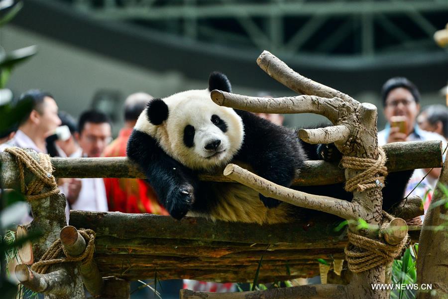 Malaysia-born panda cub to head back to China