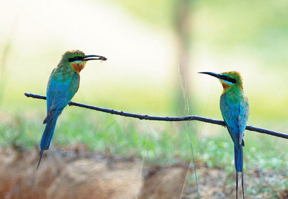 Birds and bees: A wetlands victory