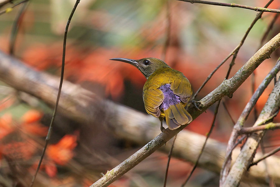 Four new bird species found at 6th XTBG Birding Festival