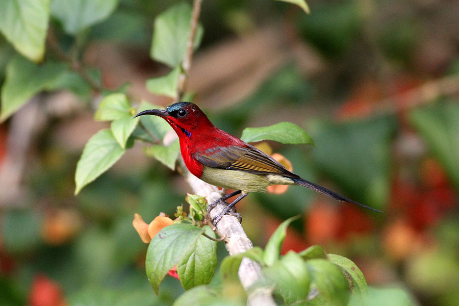 Four new bird species found at 6th XTBG Birding Festival