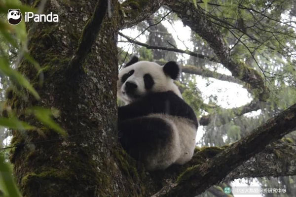 Two male panda cubs will be released in Sichuan