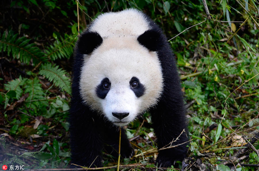 Giant panda pair to be released into wild tommorrow