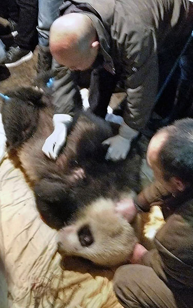 Elderly female wild panda receiving medical care