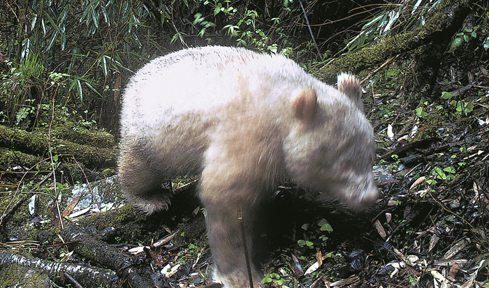 Zoom sur un panda albinos rare