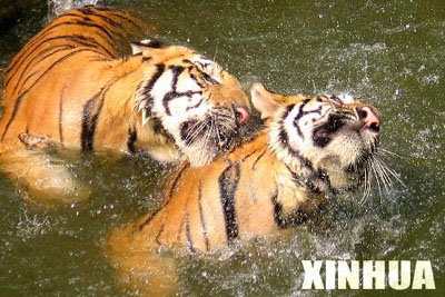 Tigers enjoy coolness in high temperature