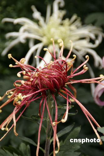 Blooming chrysanthemum