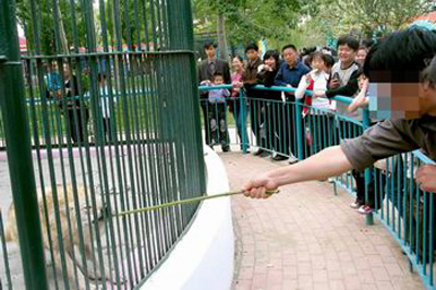 A visitor provokes an animal in the zoo with a bamboo stick