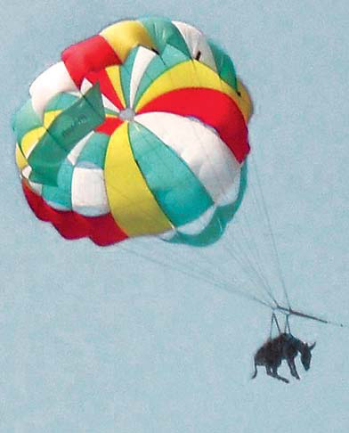 Parachuting donkey no joke to shocked crowd