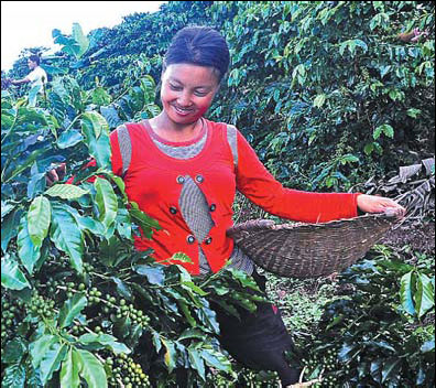 Waft of Yunnan coffee draws Starbucks, Nestle