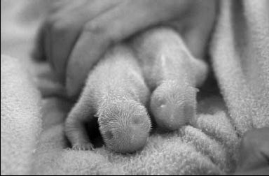 Atlanta zoo's surprise panda twins