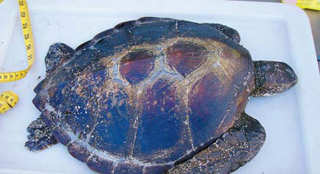 More sea turtles are eating deadly plastic