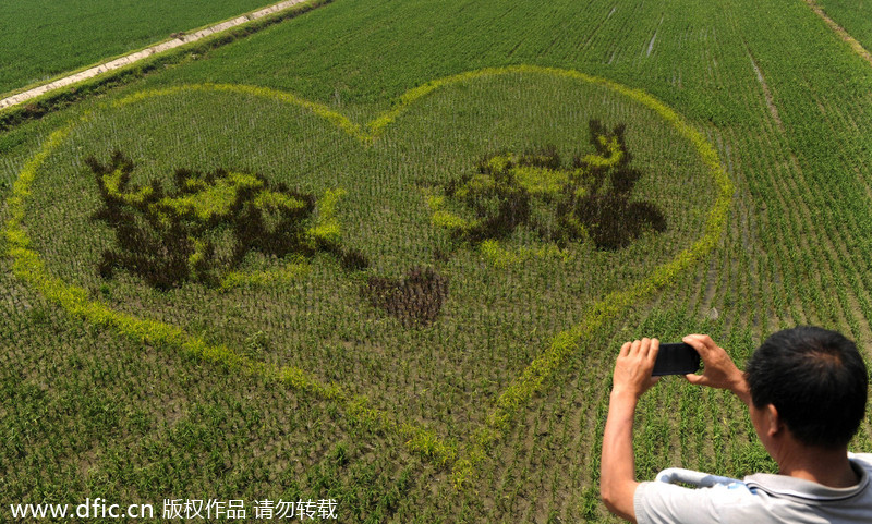 3D rice field paintings in Shenyang