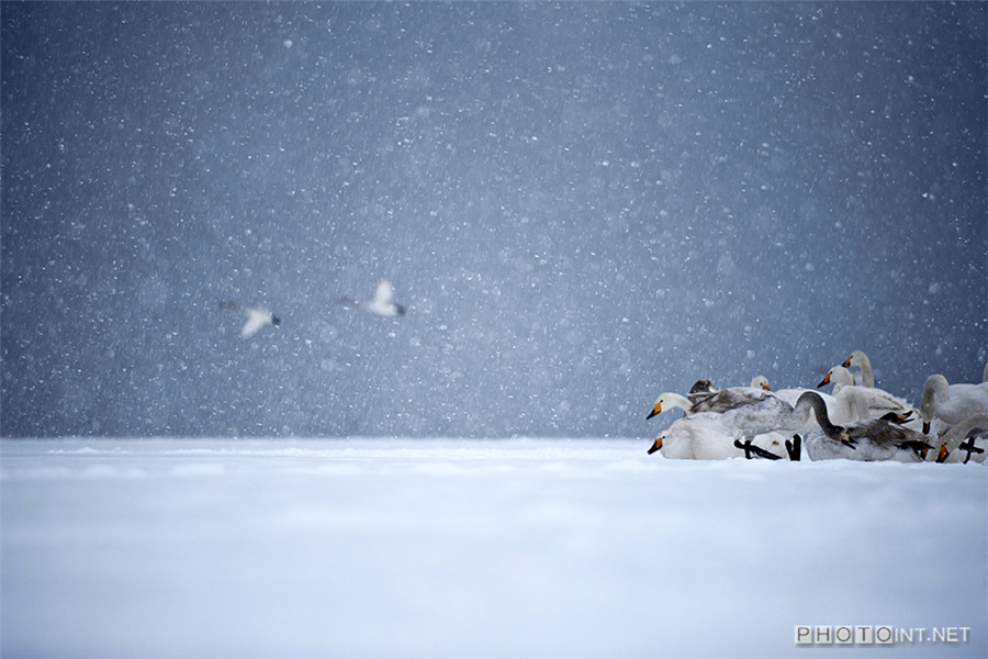 Photographer captures beauty of swan