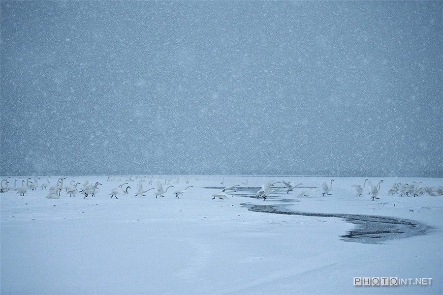 Photographer captures beauty of swan