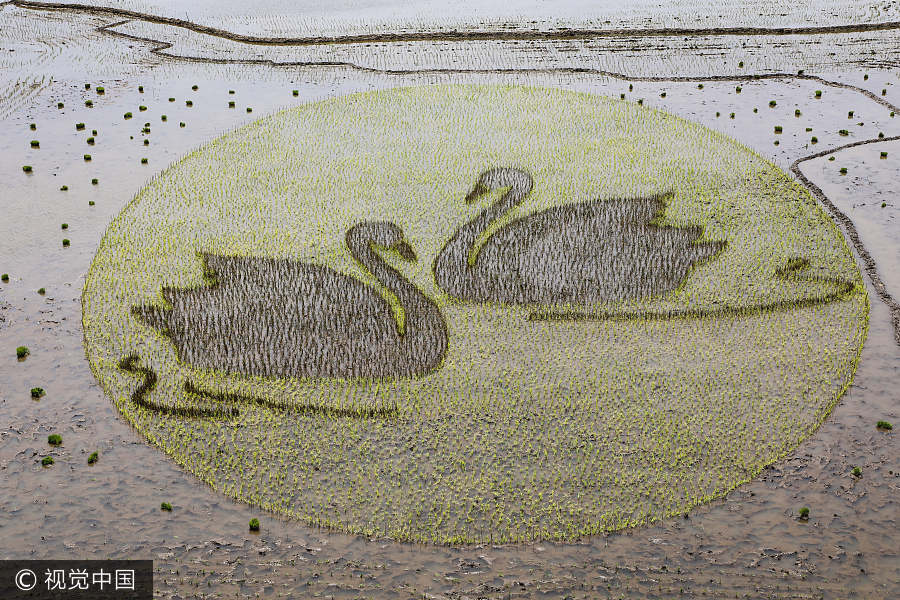 Rice paddy field becomes canvas in Liaoning