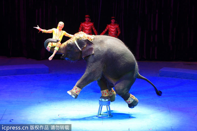 Massive circus comes to town in Zhuhai