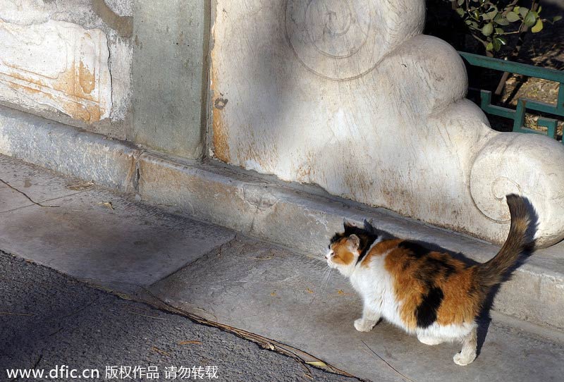 Forbidden City shelters stray cats to scare away mice