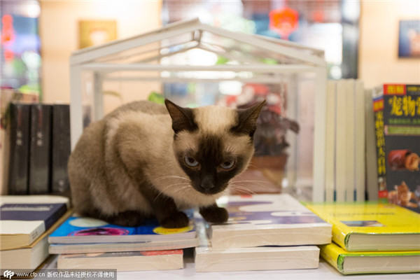 Cats attract visitors to bookstore