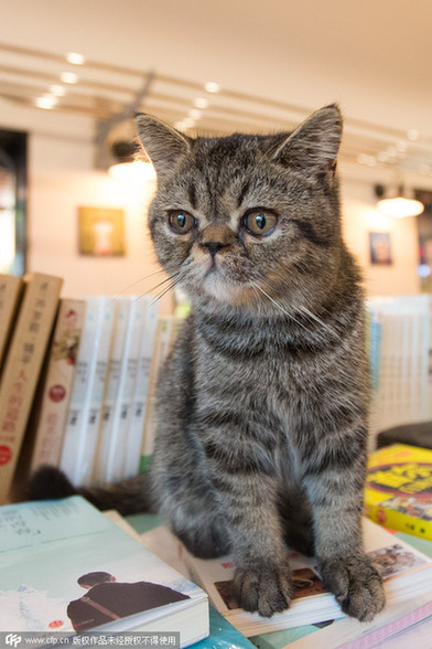 Cats attract visitors to bookstore