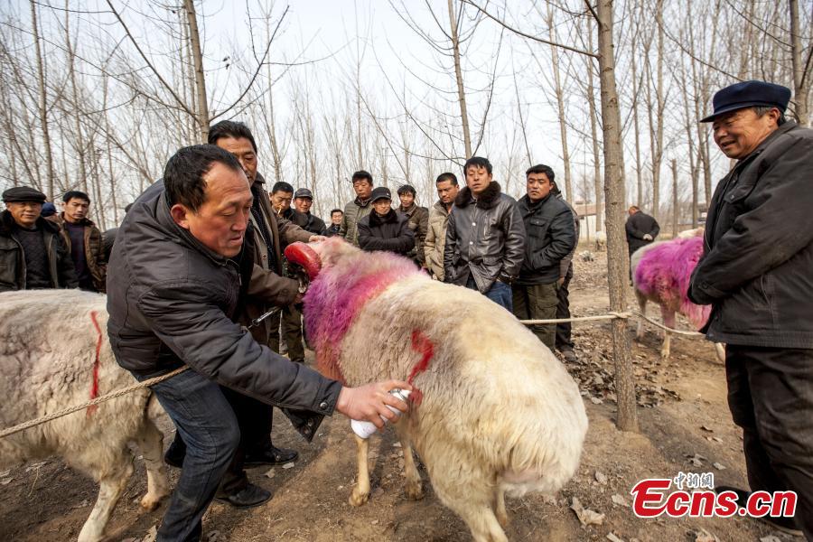 Sheep fight held in Central China village