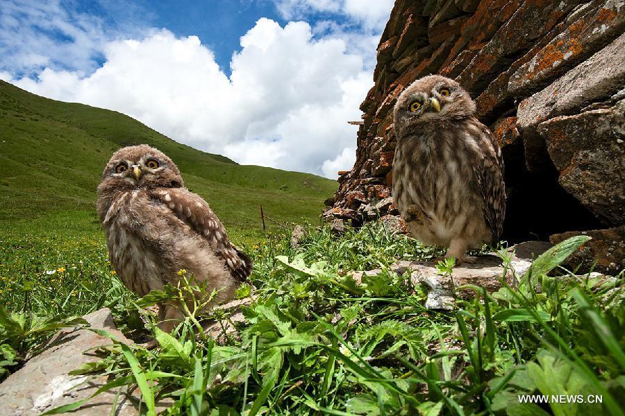 China's first nature image record released