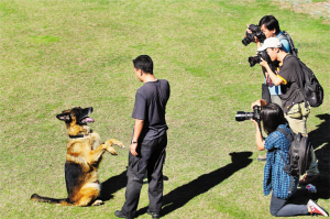 三百搜爆警犬集結(jié)保大運(yùn)